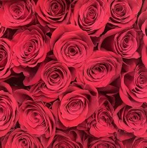 Rose Freedom